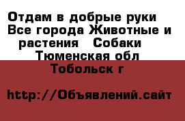 Отдам в добрые руки  - Все города Животные и растения » Собаки   . Тюменская обл.,Тобольск г.